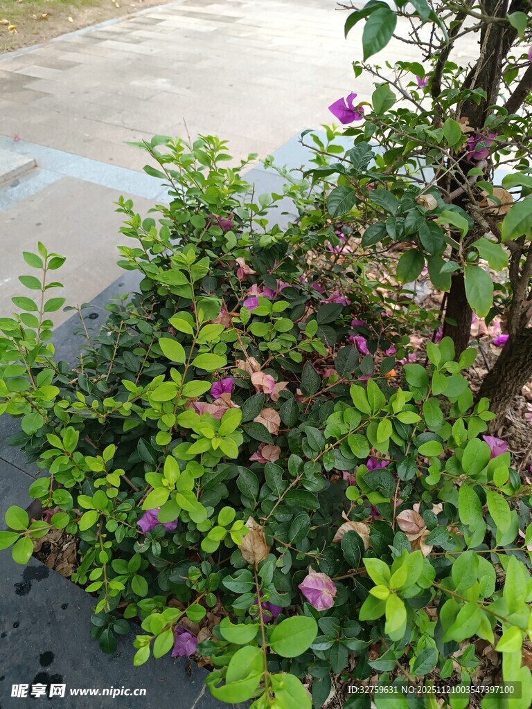 路边绽放的繁茂绿植花卉