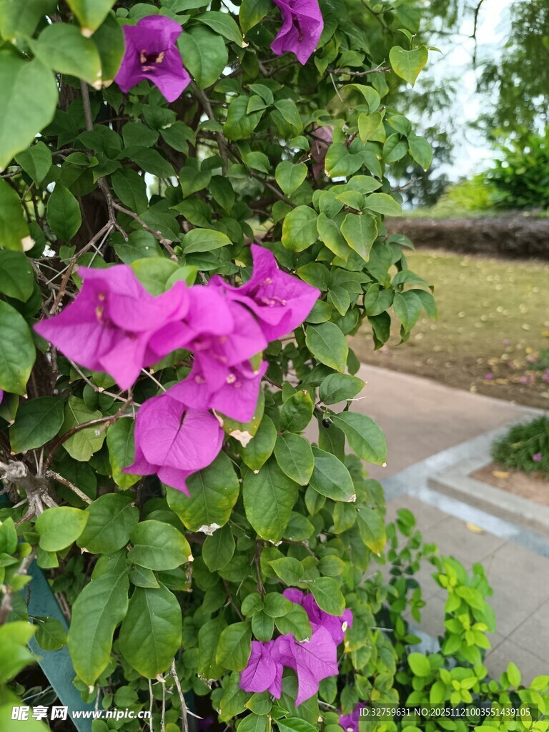 绽放的紫色牵牛花
