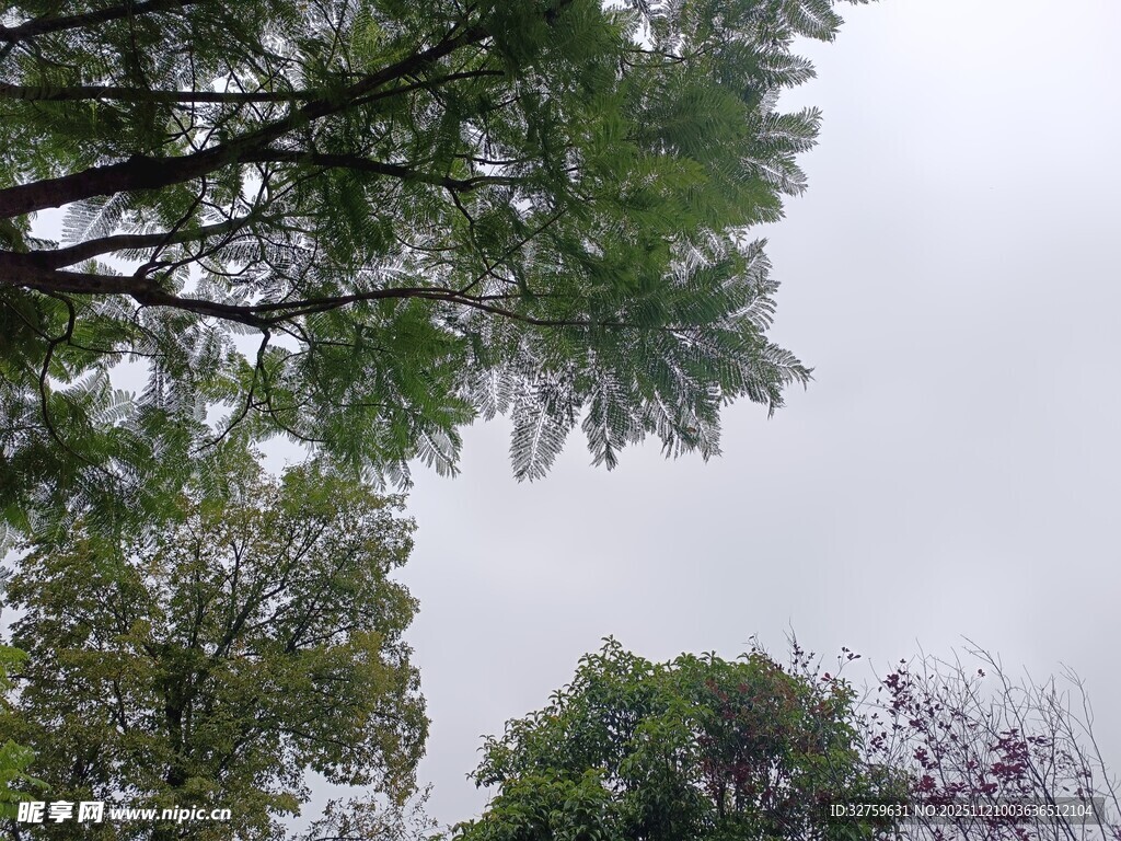 仰视繁茂绿树与灰白天空