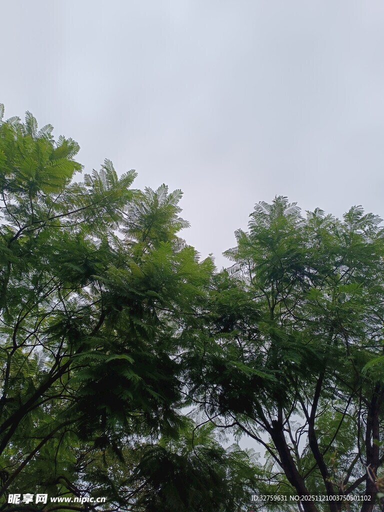 绿树成荫的天空景象