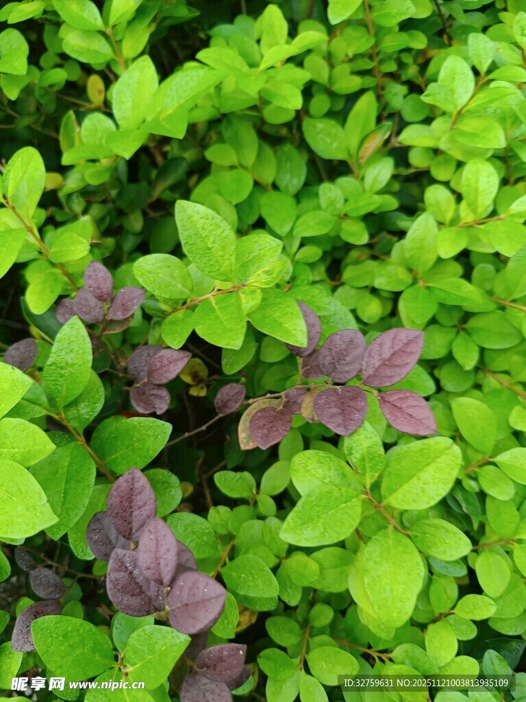 绿叶与紫叶交织的植物景观