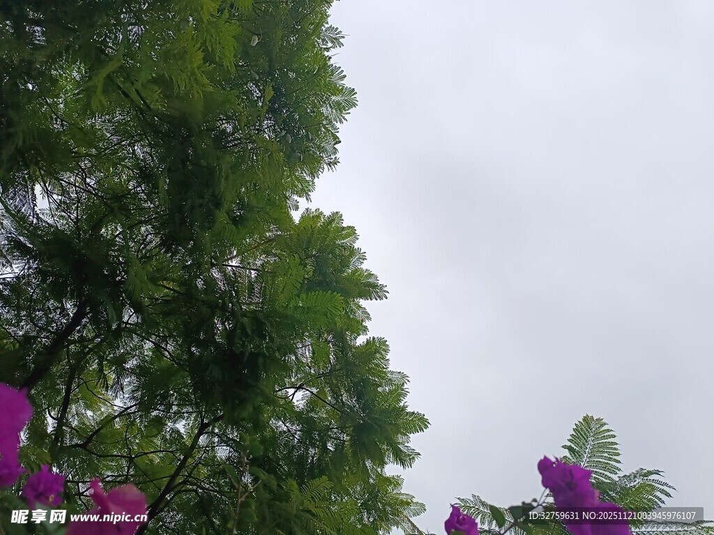 绿树紫花映衬天空