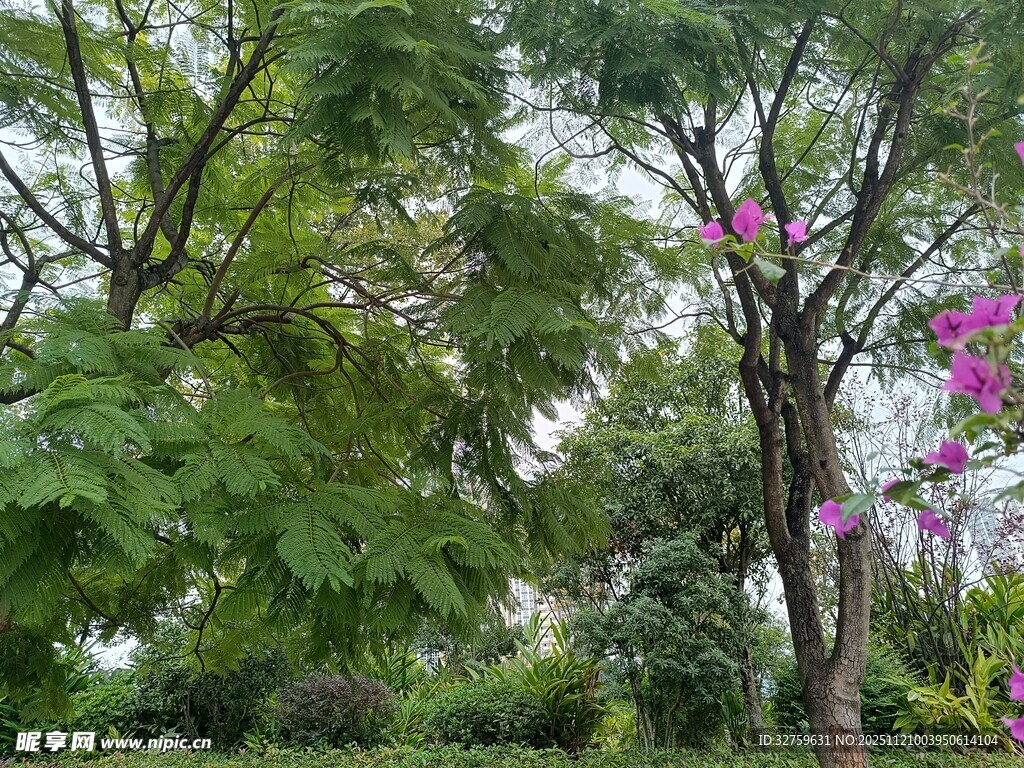 繁茂树林中的多彩花卉