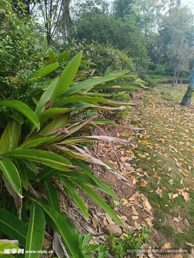 绿意盎然的户外植物景观