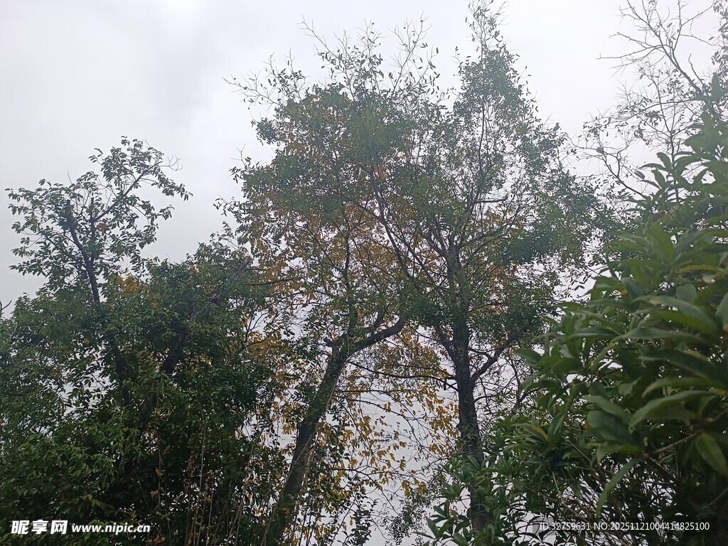 茂密树林中的繁茂枝叶