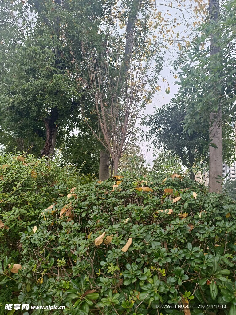 绿意盎然的户外植物景观