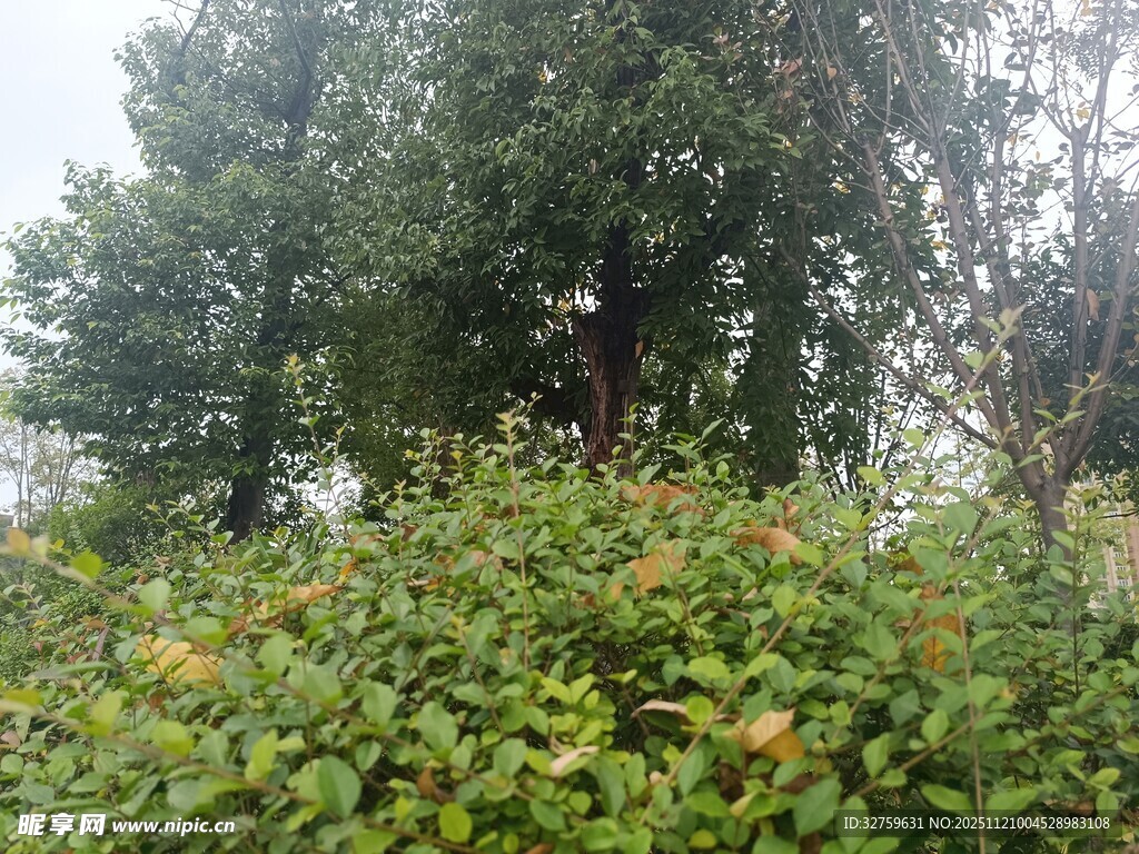 雾中葱郁绿植与树木