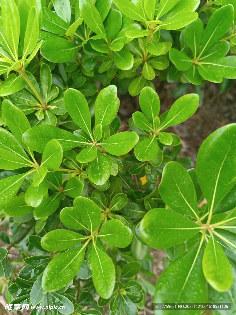 翠绿繁茂的绿叶植物