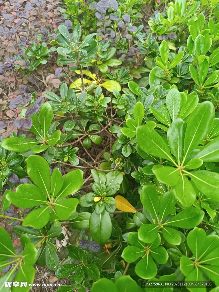 绿叶繁茂的植物景观