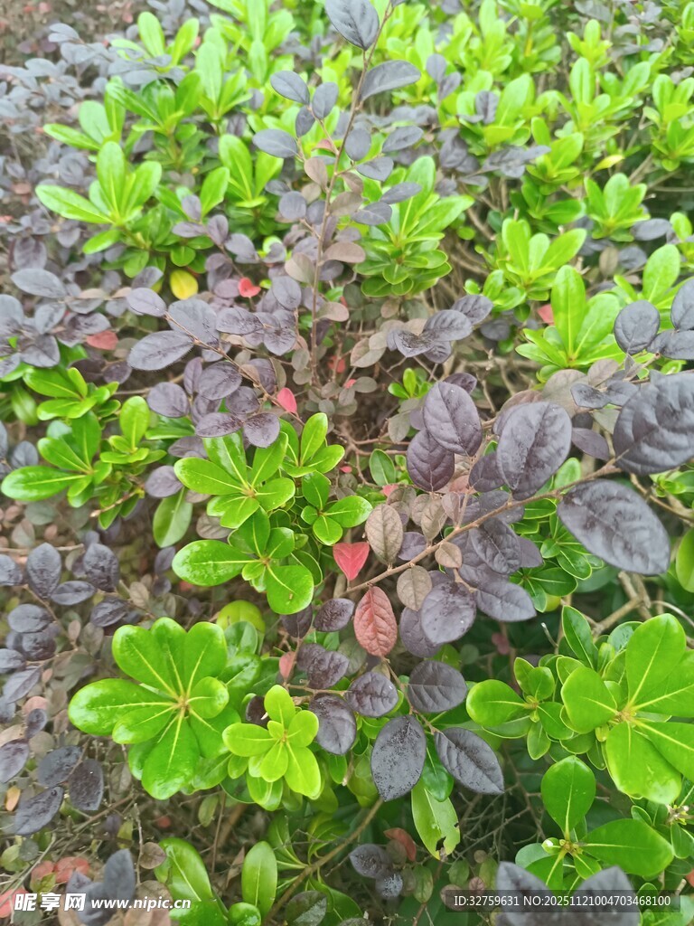 多彩绿植特写