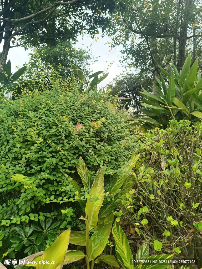 繁茂绿植景观
