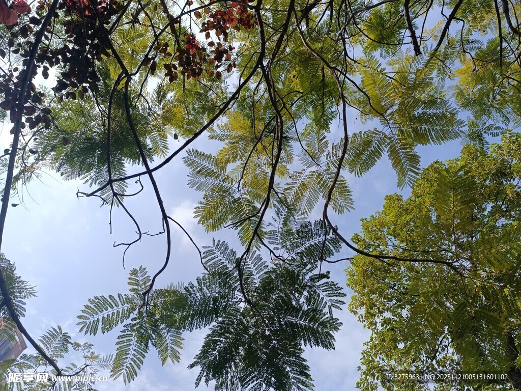 仰视繁茂枝叶的清新景象