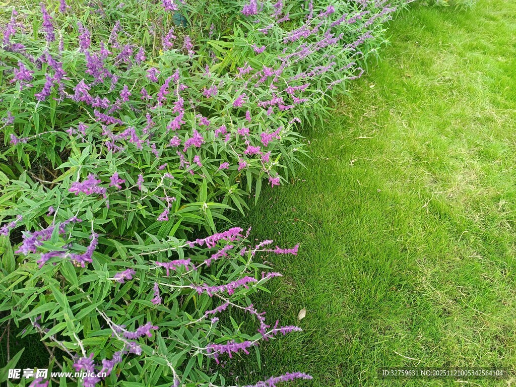 紫色花卉与翠绿草坪景观