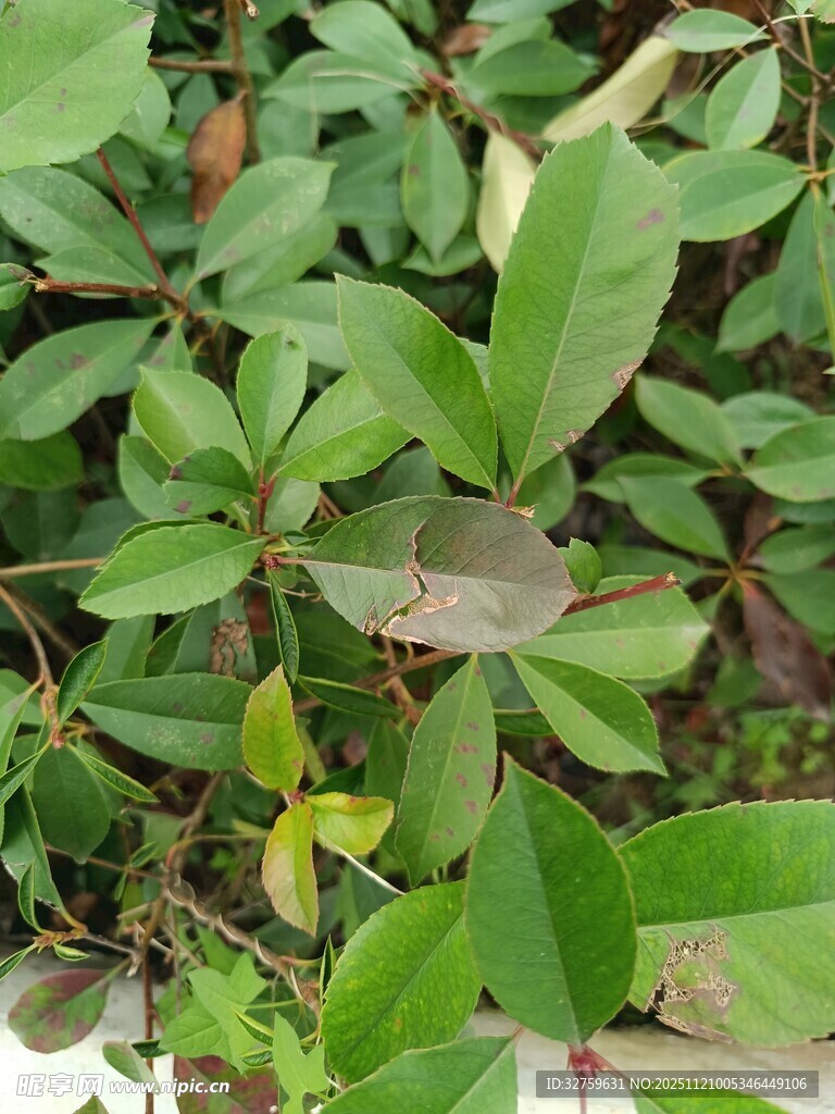 绿叶繁茂的植物景象