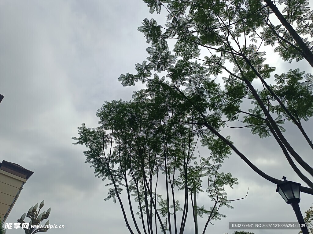 天空下的葱郁树木