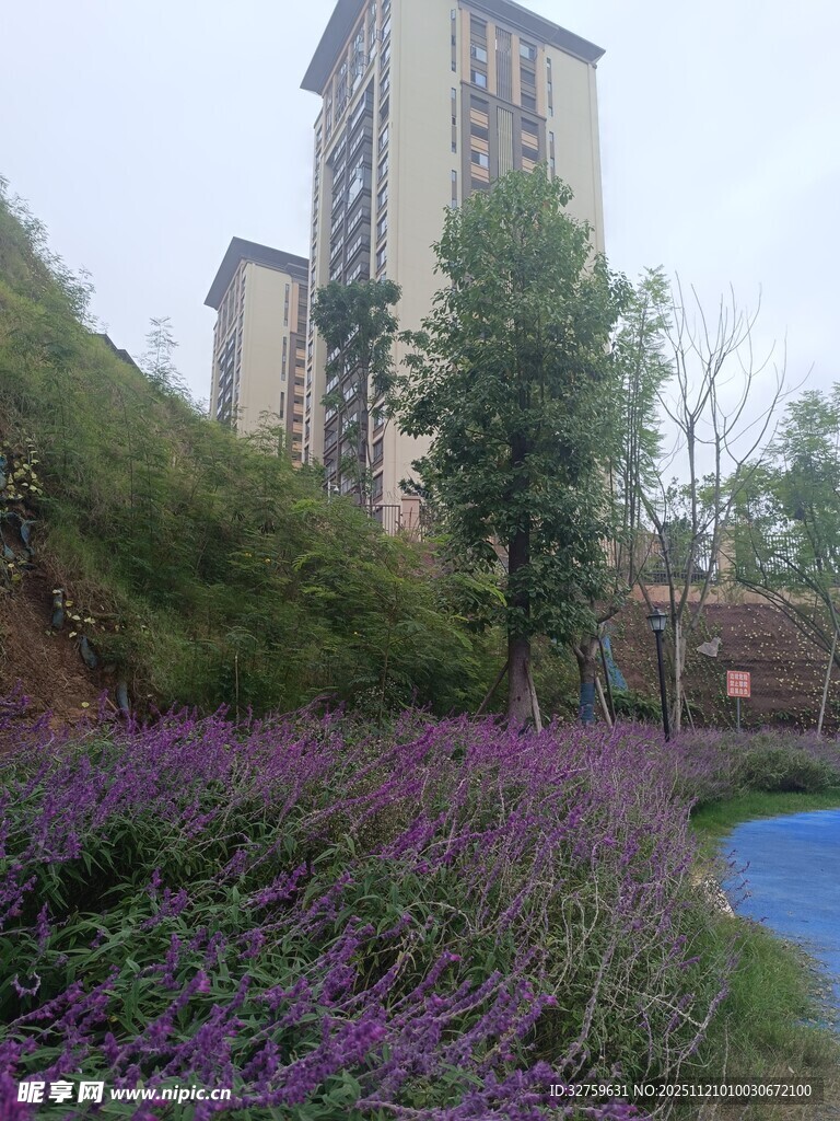 城市中紫色花卉景观