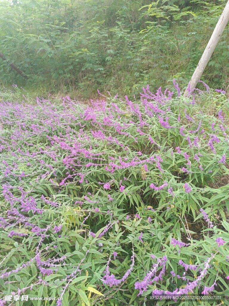 紫色花丛绿意盎然的美景