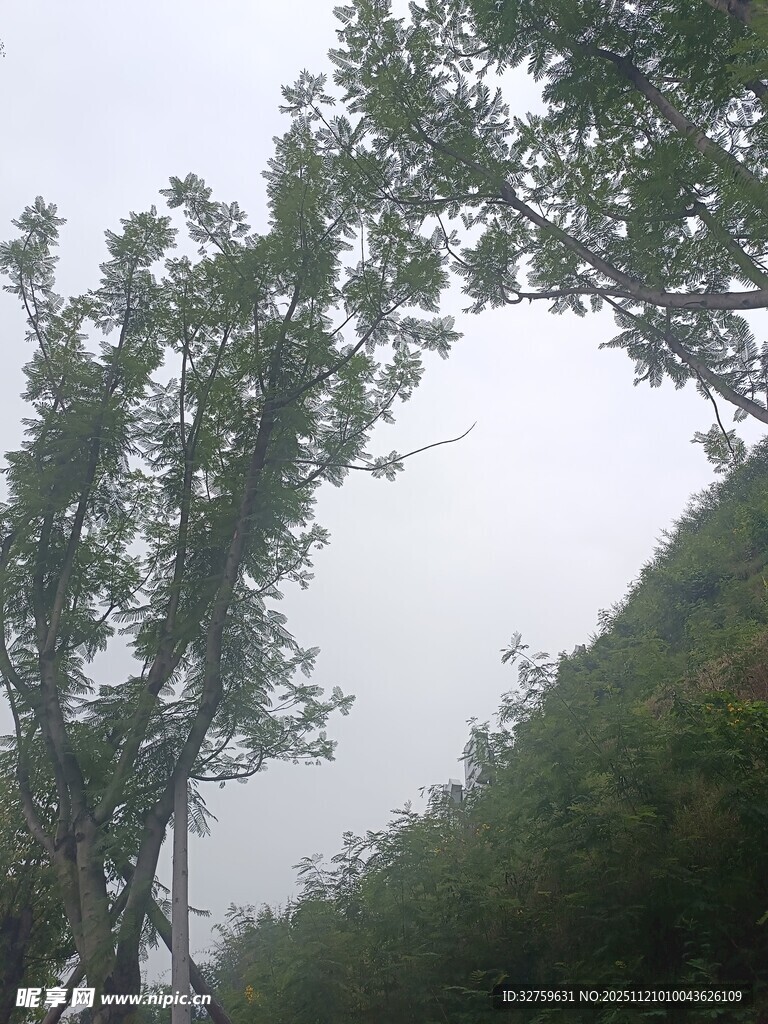 山林间倾斜生长的树木