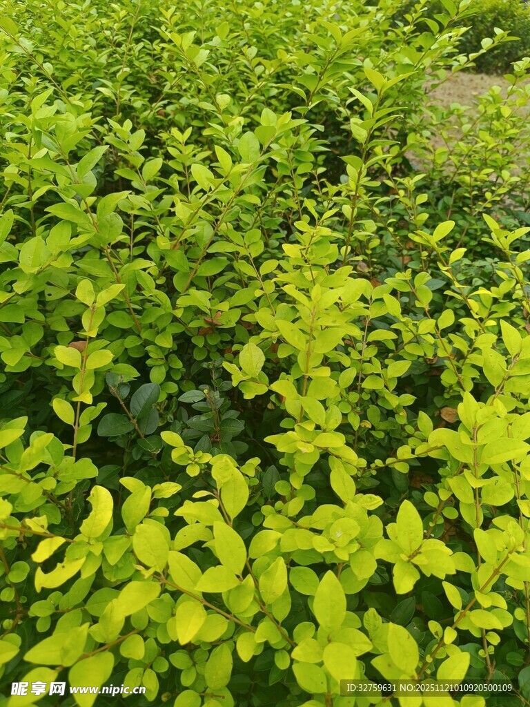 翠绿繁茂的植物景观