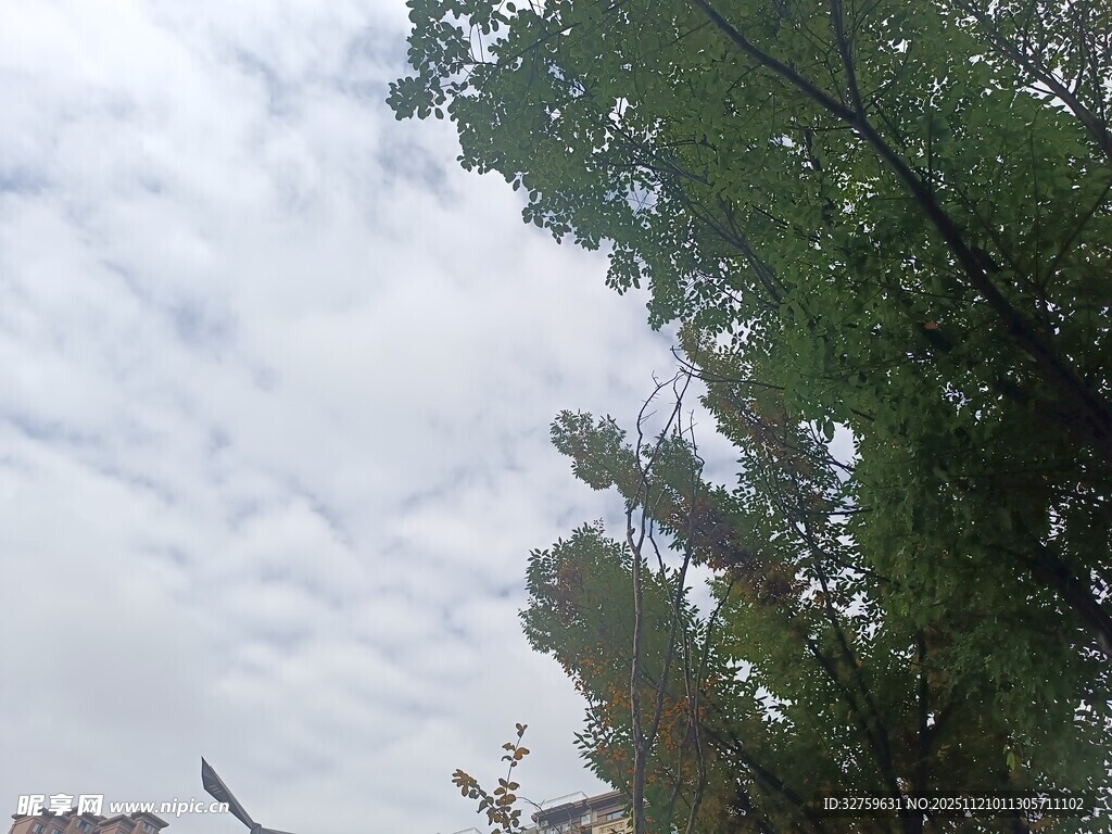 绿树映衬下的多云天空