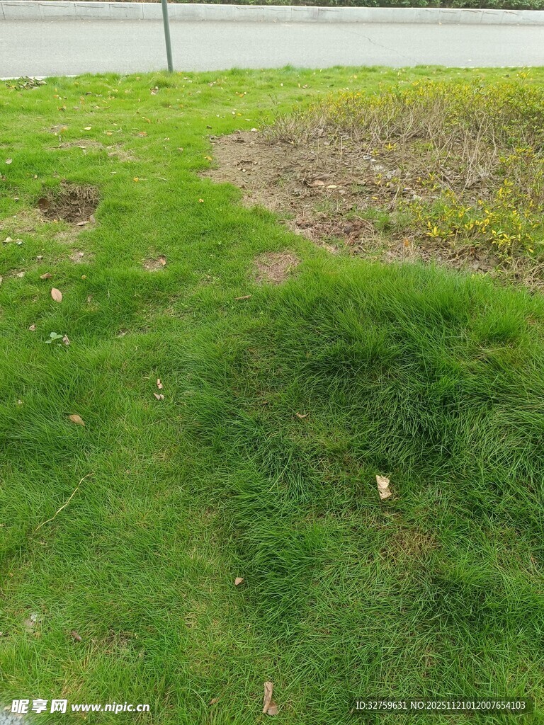 户外草地局部景象