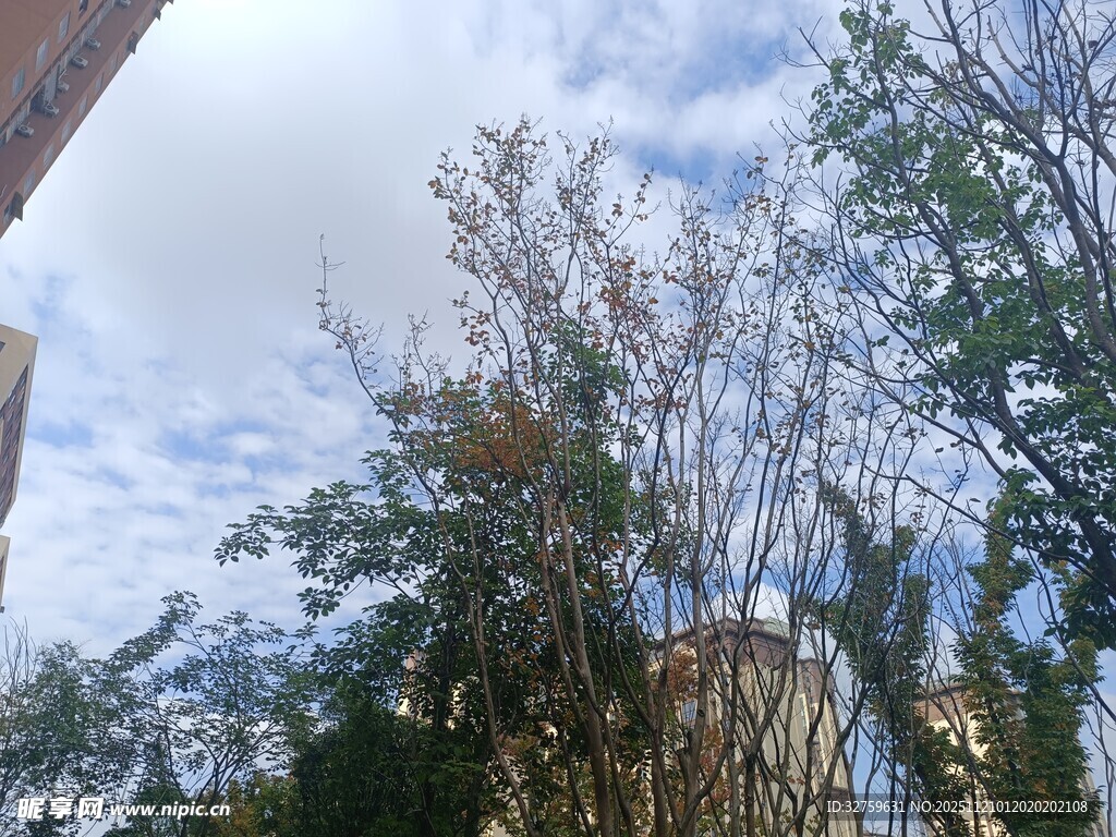 蓝天白云下的树木与建筑