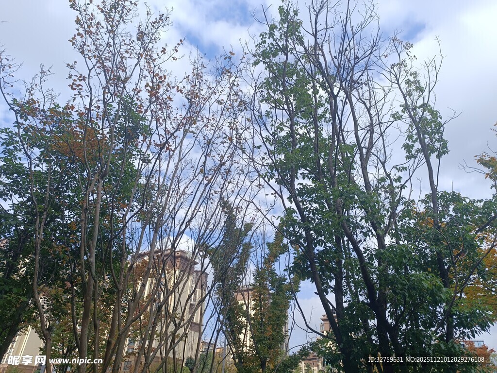 蓝天白云下的葱郁树木