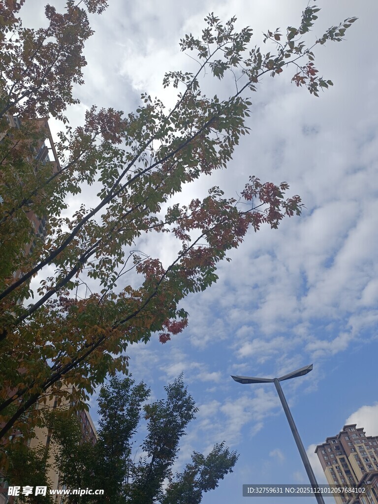 蓝天绿树间的清新景致