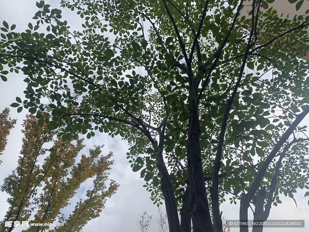 高大树木枝叶繁茂景象