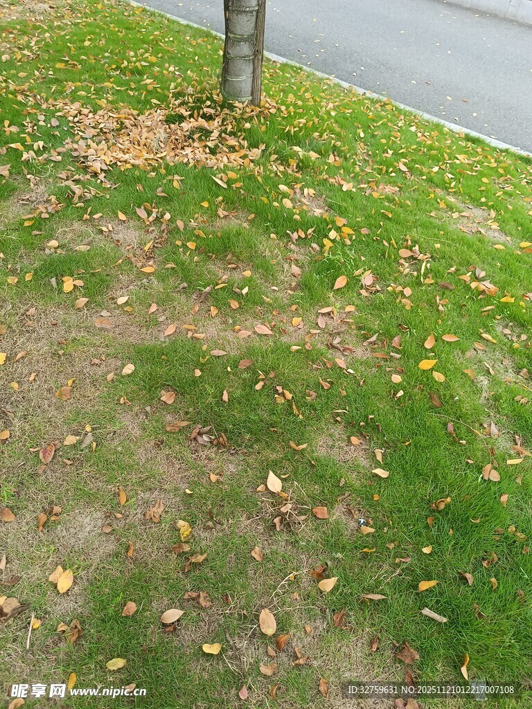 树下草地散落枯黄树叶