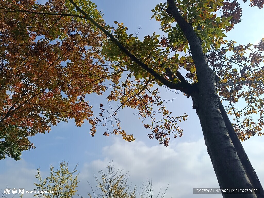 秋日蓝天中的挺拔树木