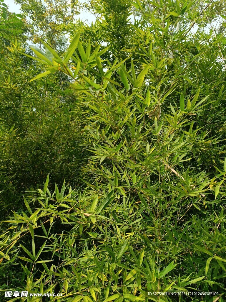 翠绿繁茂的植物景观