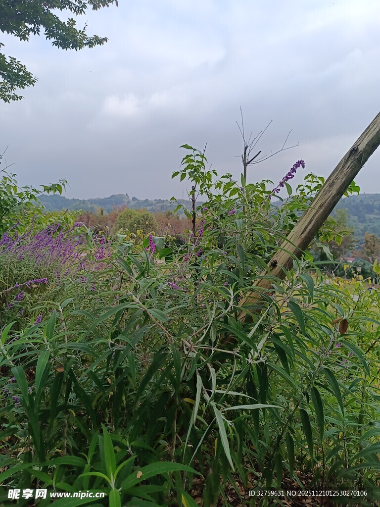 野外繁茂绿植与紫色花丛