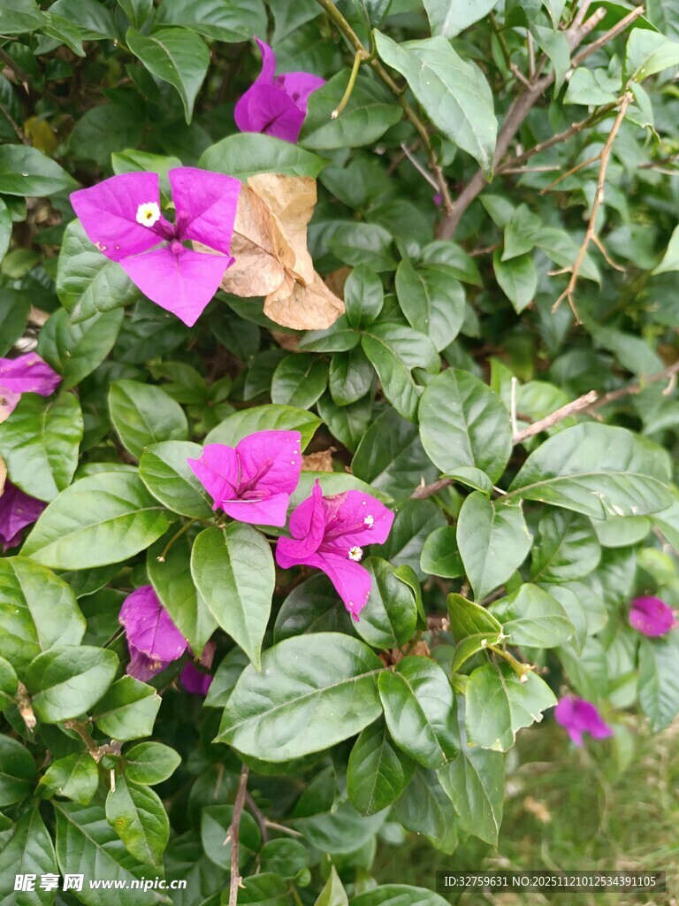 娇艳紫花绽放绿叶间