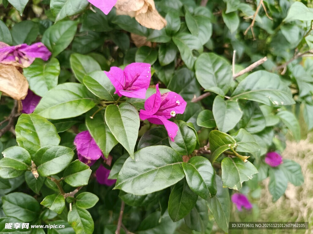 绿叶丛中的艳丽紫花