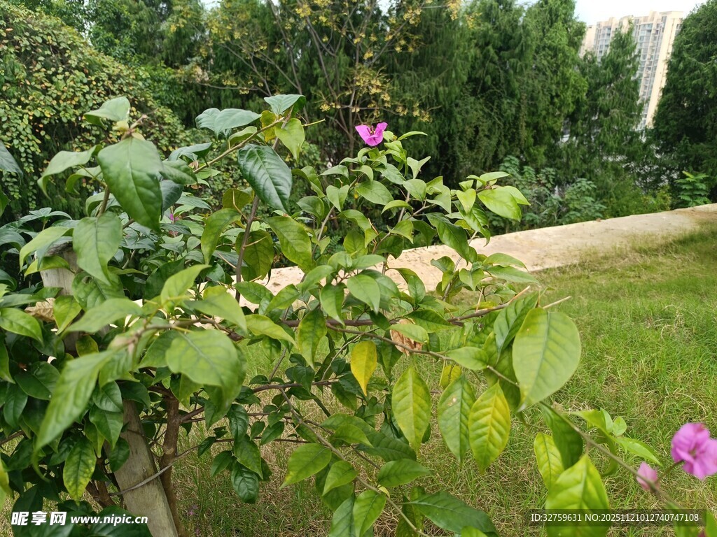 花园中的绿植与紫色小花