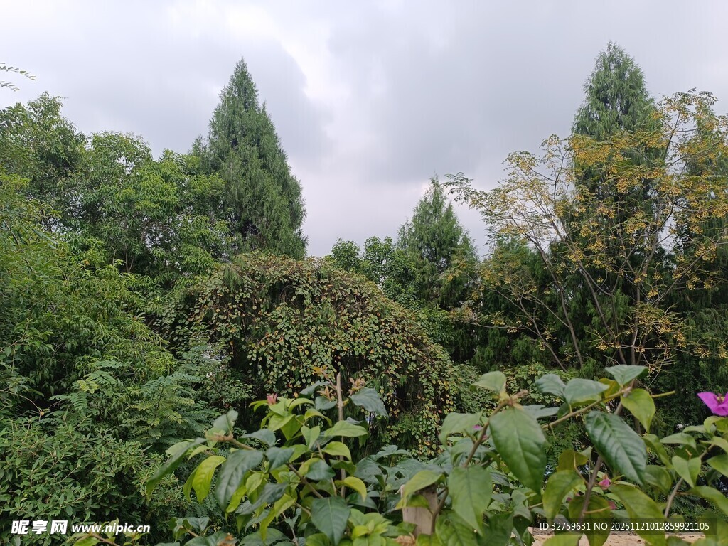 繁茂绿植景观