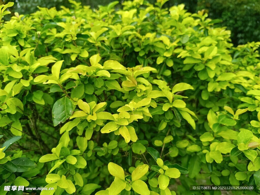 翠绿繁茂的植物景观