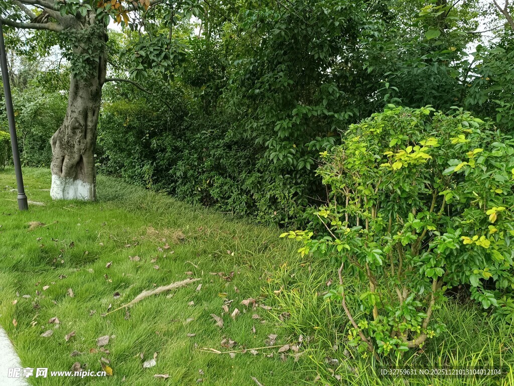 绿意盎然的户外自然景致