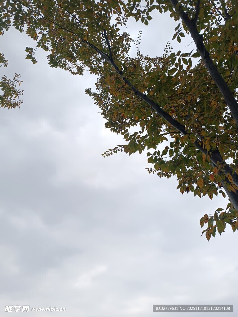 仰视树叶与天空的景致