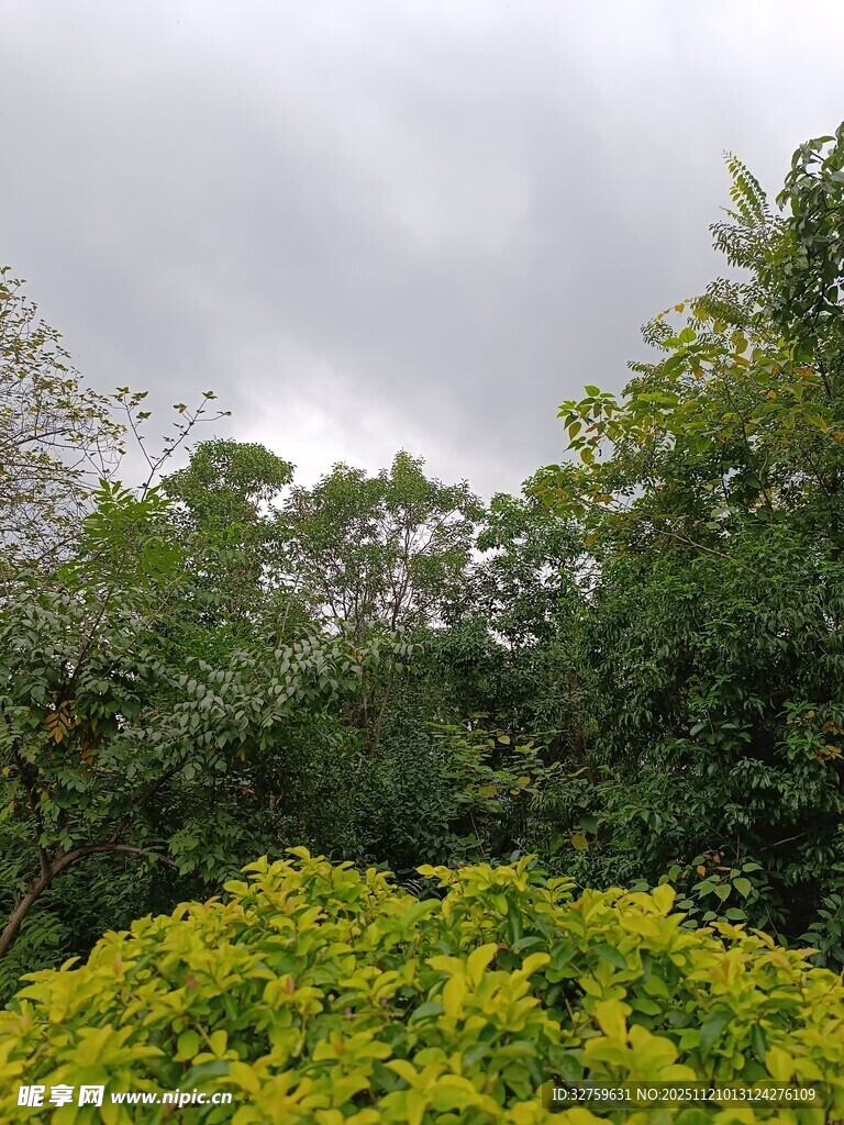 绿意盎然的繁茂植物景观