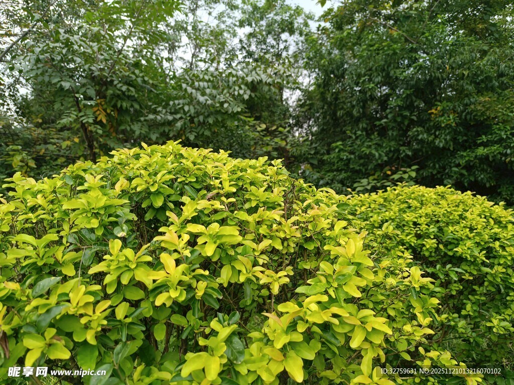 翠绿繁茂的灌木丛