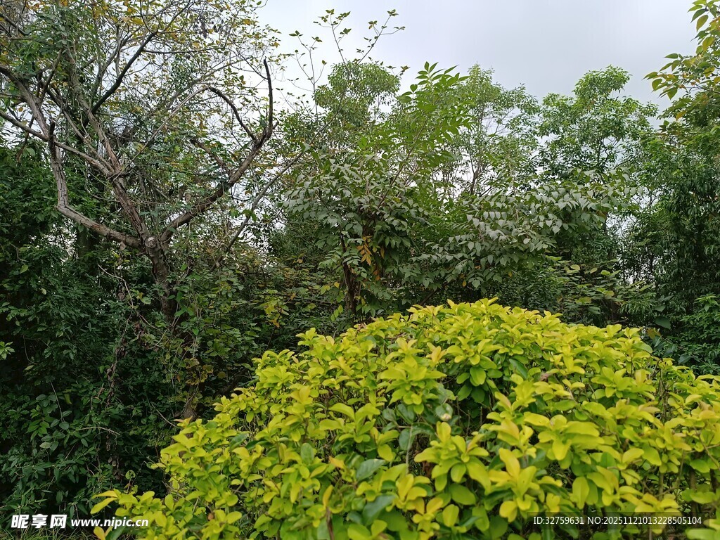 翠绿繁茂的灌木与树林