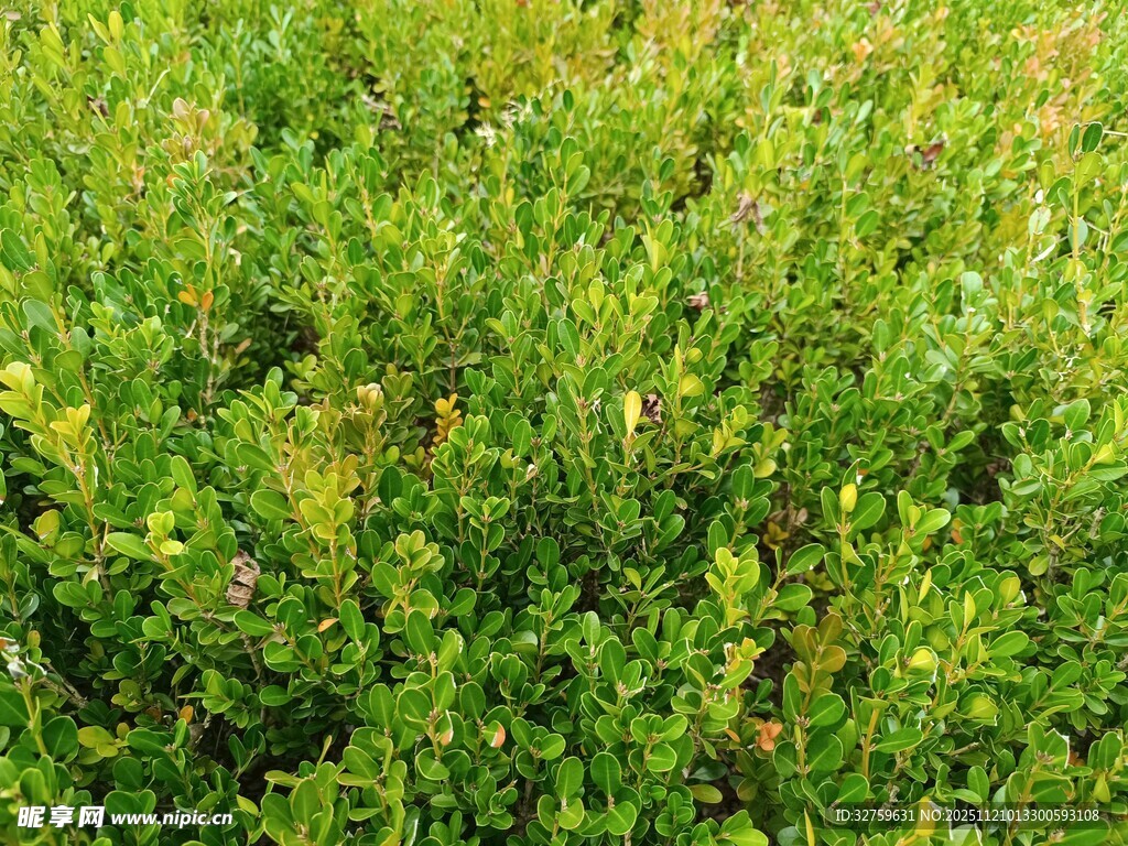 翠绿繁茂的灌木丛