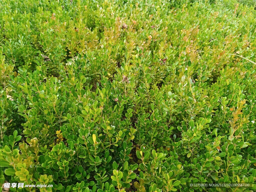翠绿繁茂的灌木丛景观