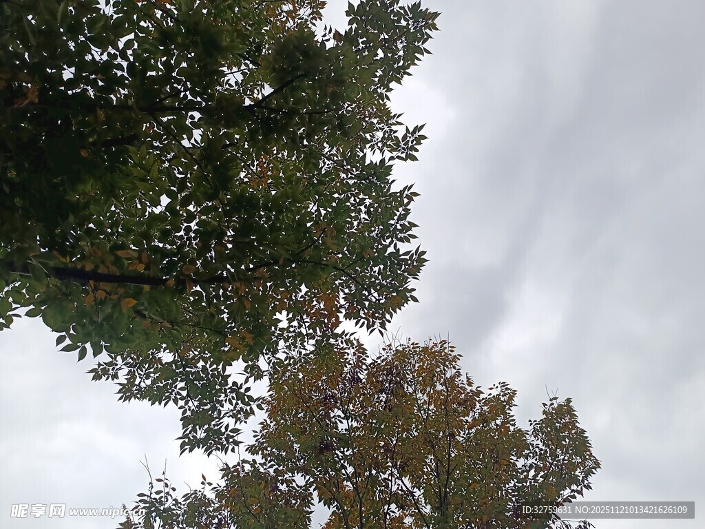 仰视树冠与天空景象