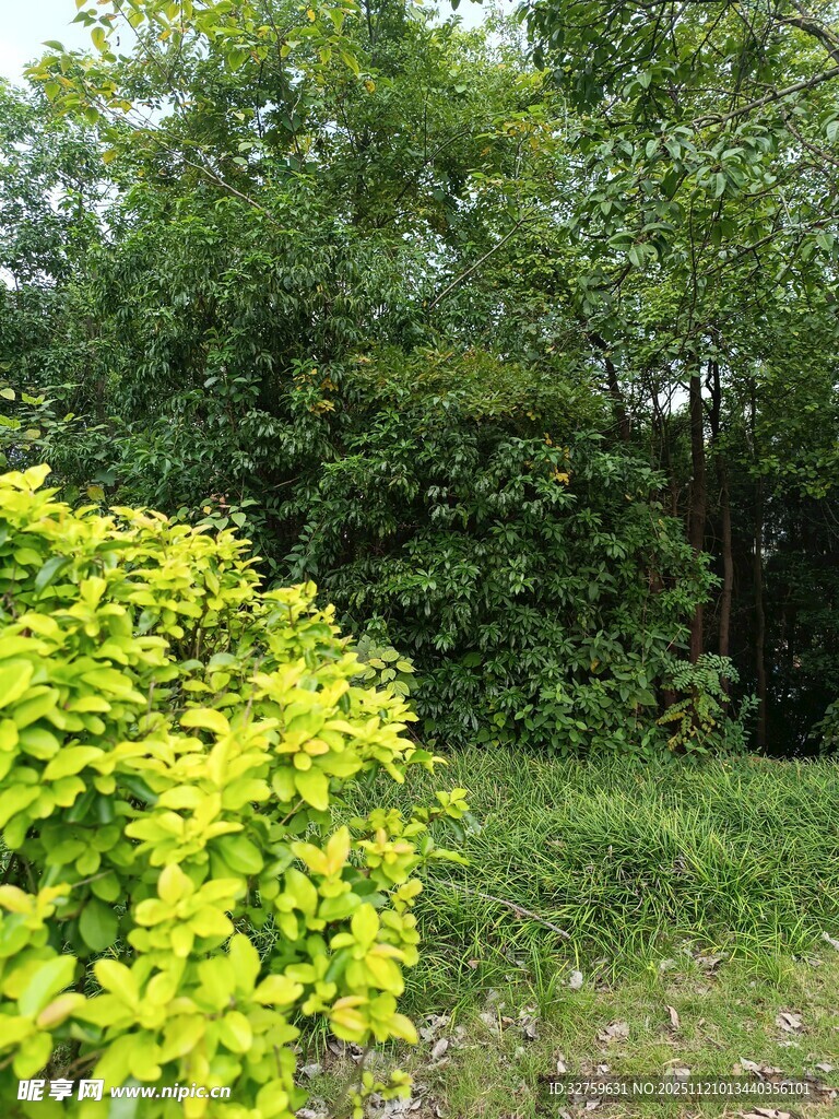 翠绿灌木与繁茂树林景观