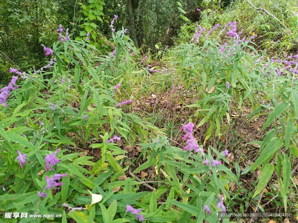 野外紫色花卉与绿植景观