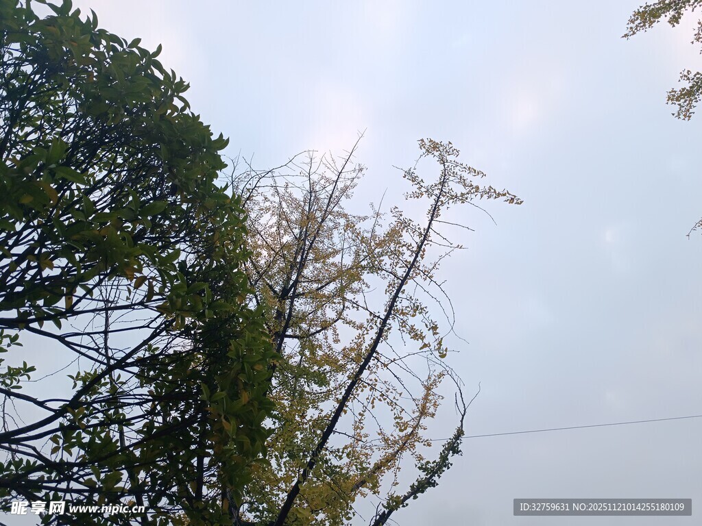 树梢之上的天空景色