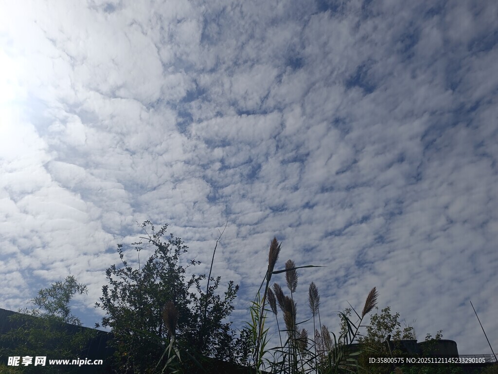 蓝天白云下的绿植景观